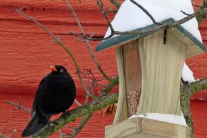 How to take care of birds this winter